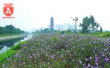 Đẹp ngỡ ngàng với con đường hoa tím bên dòng sông Tô Lịch
